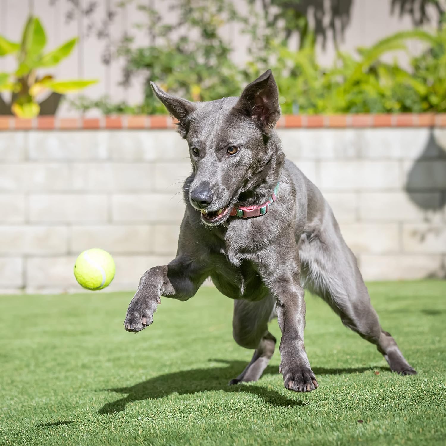 Hyper Pet Tennis Balls for Dogs - 12 Pack 2.5" (Dog Ball Dog Toys for Exercise, Fetch K9 Mini Kannon K2) Interactive Dog Toys & Dog Tennis Balls - Great Dog Toys for Small Dogs & Dog Gifts (Green)